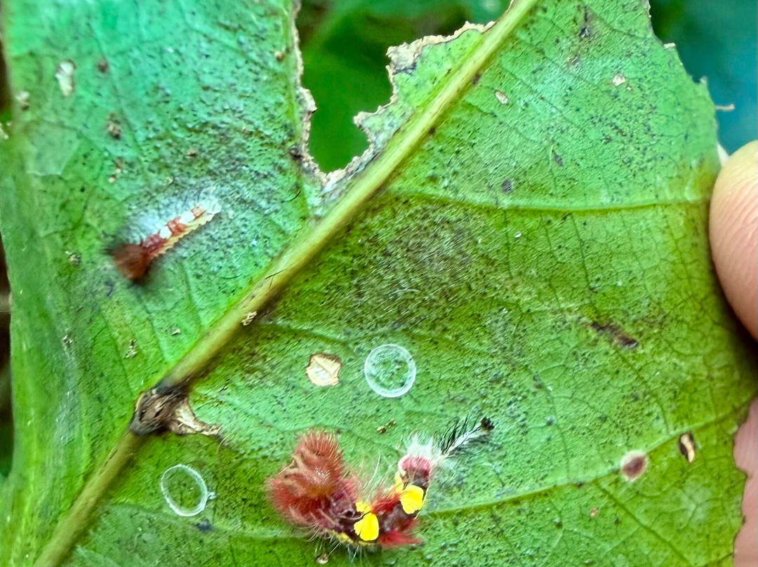 Mariposario La Casa De La Morpho Azul-Guácima必去景点