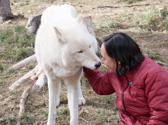 Colorado Wolf and Wildlife Center-Divide必去景点