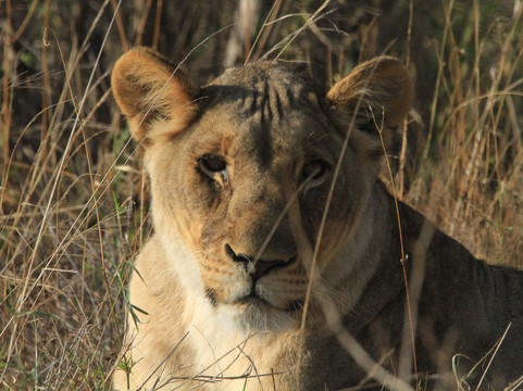 My Africa Safaris-霍德斯普鲁特必去景点
