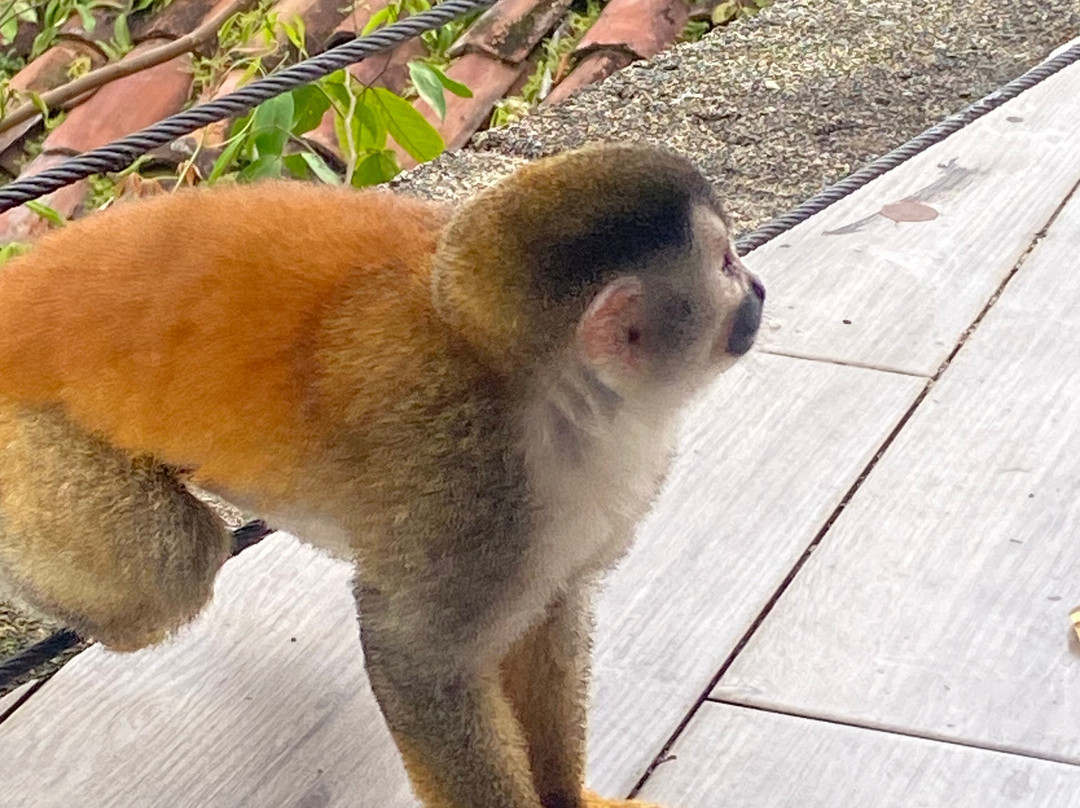 Monkey Tattoo Cr-克波斯必去景点