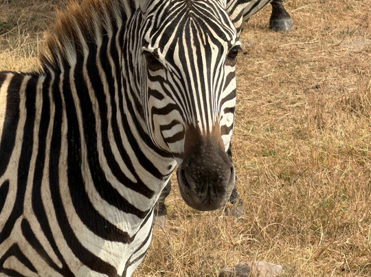 LE KOBE ADVENTURES & SAFARIS-桑给巴尔市必去景点