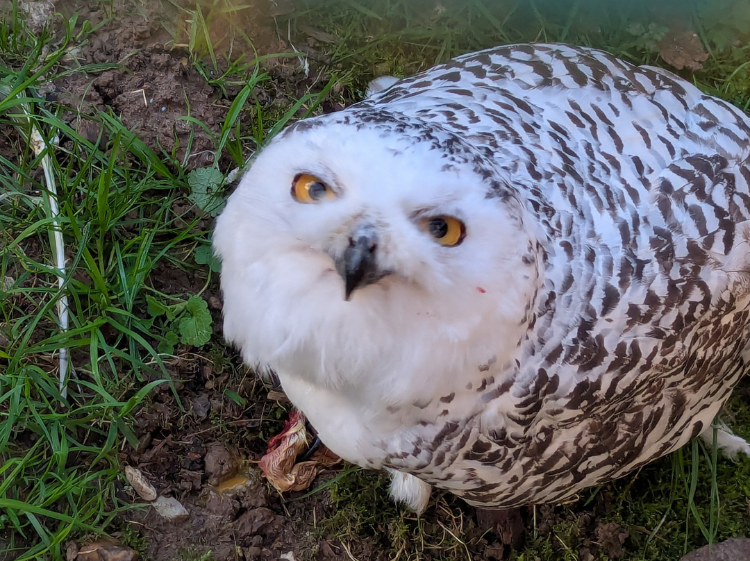 Le Domaine des Fauves-Les Abrets必去景点