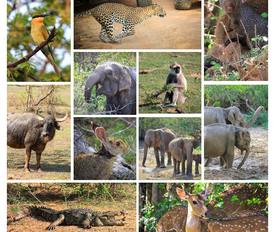 Yala National Park