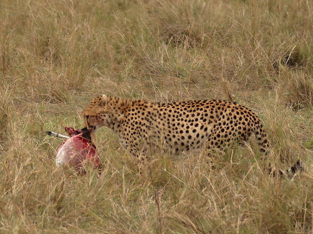 Mufasa Tours and Travels-内罗毕必去景点