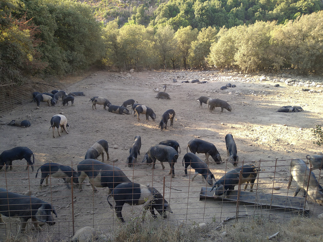 Ucciani酒店住宿-L'Ogliastru
