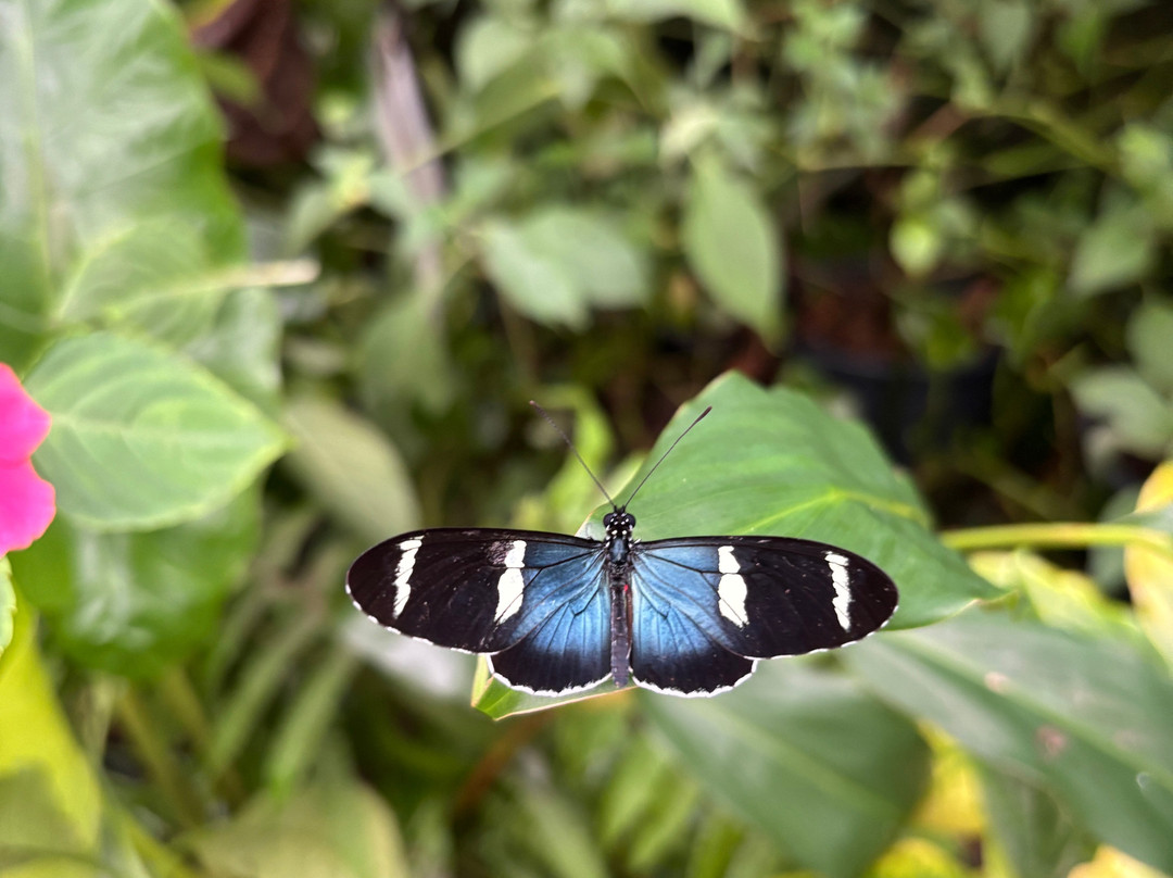 Magic of Life Butterfly House-Cwmbrwyno必去景点