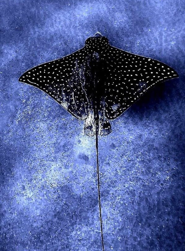 ChrisDiving, dive center Playa Potrero-波特雷罗必去景点