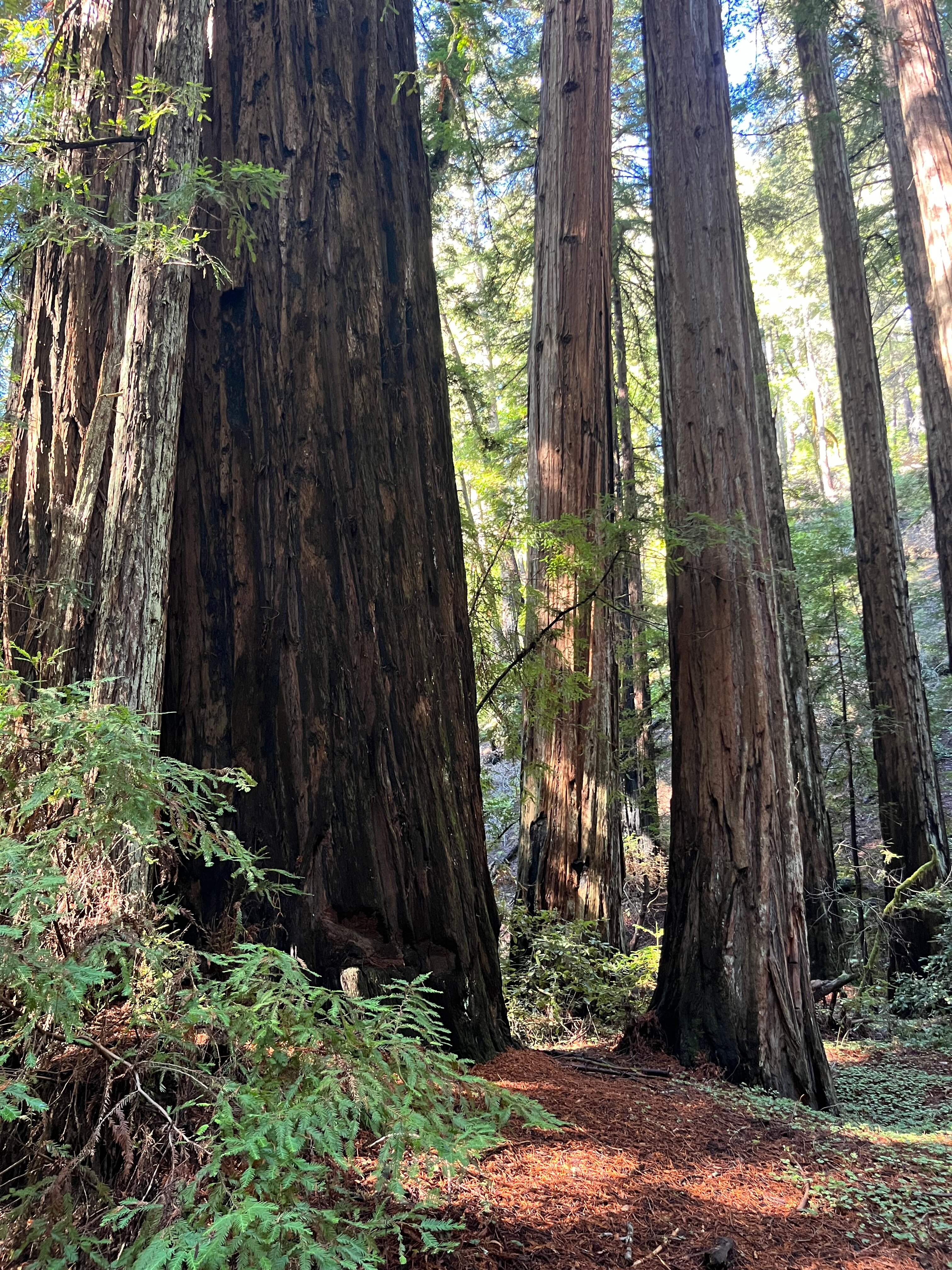 希尔兹堡旅馆，希尔顿织锦系列-官方