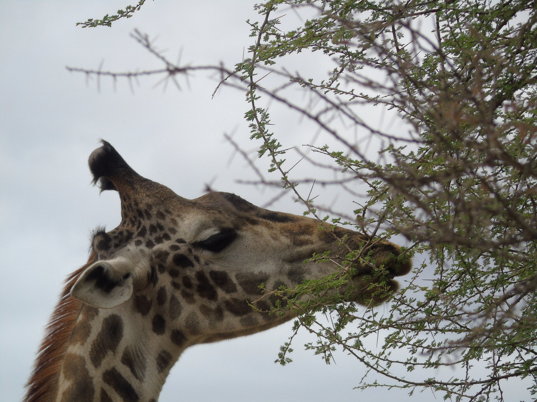 Savannah Explorers Limited-阿鲁沙必去景点