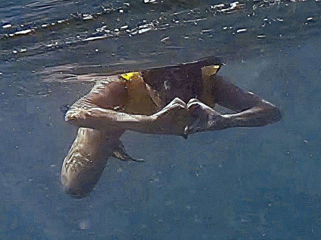 Vieques Snorkel Tours-维切克岛必去景点