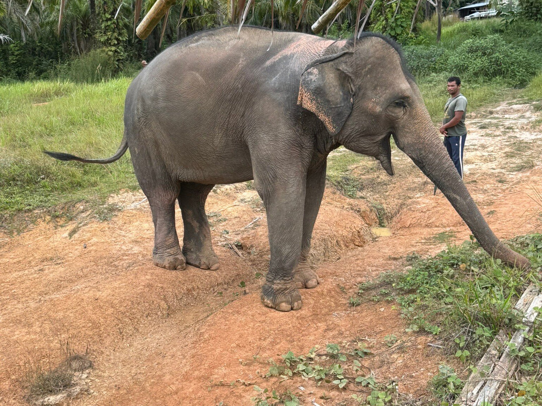 Following Giants - Krabi-Khlong Hin必去景点