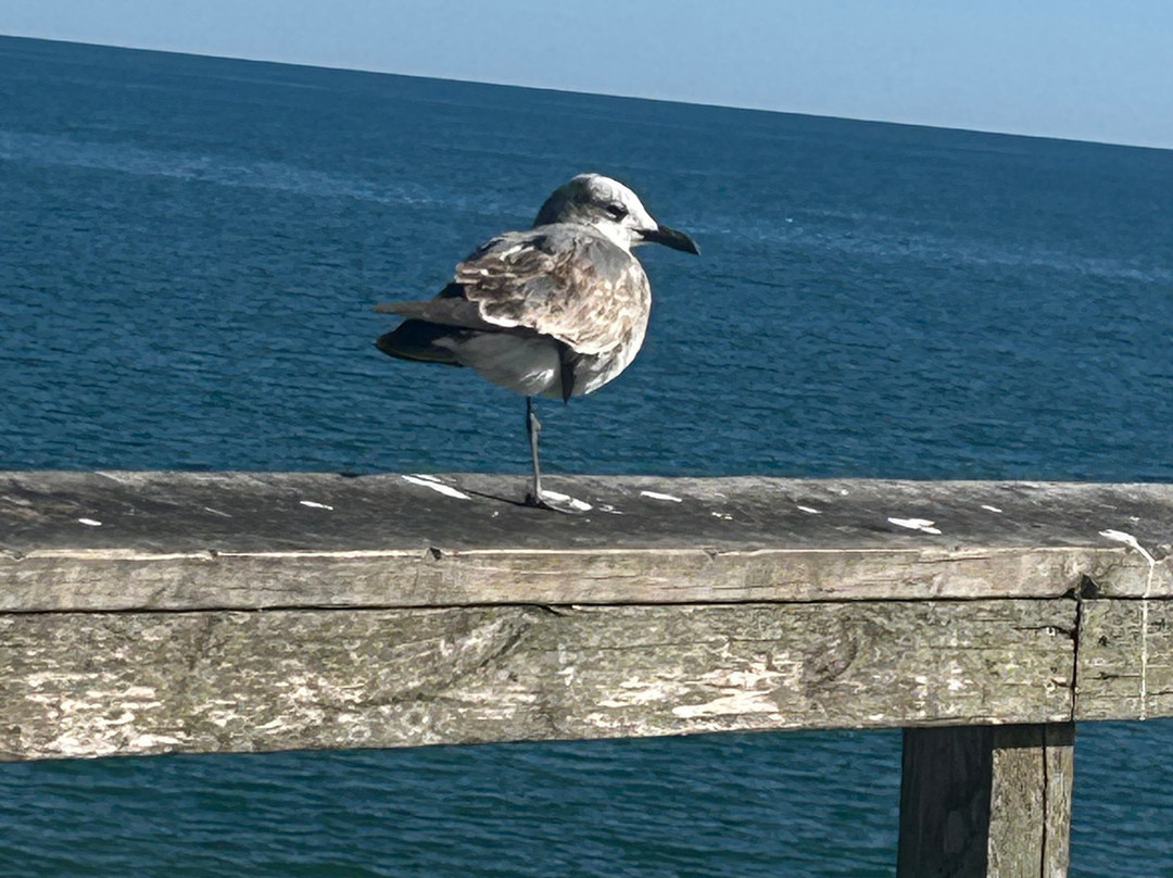 Whaler Inn Beach Club主图