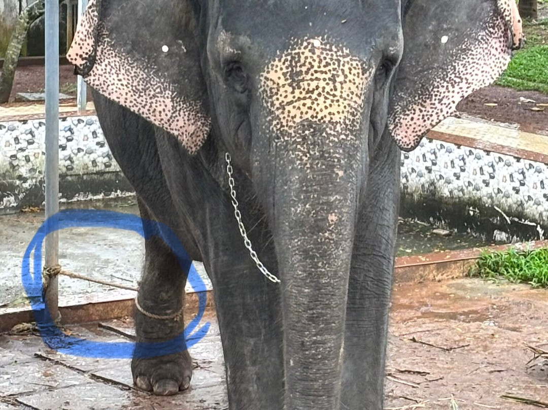 Kaveri Elephant Park-Puthenkulam必去景点