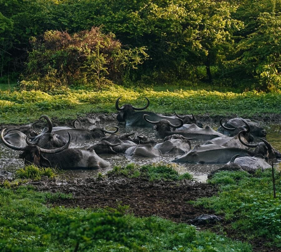 D.S Tours Day Tours-尼甘布必去景点