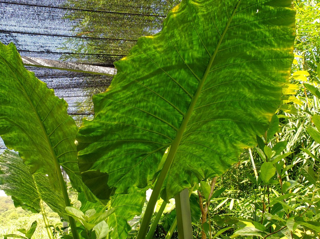 生态森林大象保护区-拜县必去景点