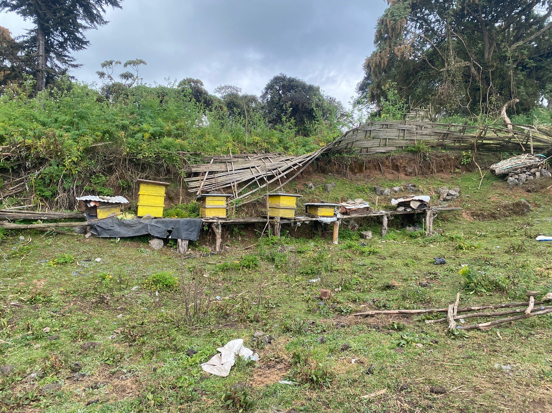 Trek Ethiopia-Bale Mountains National Park必去景点