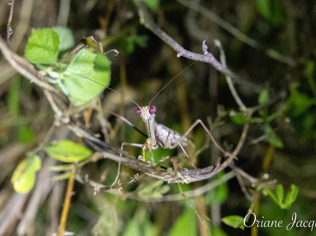 Madagascar Stunning Tour-Hell-Ville必去景点