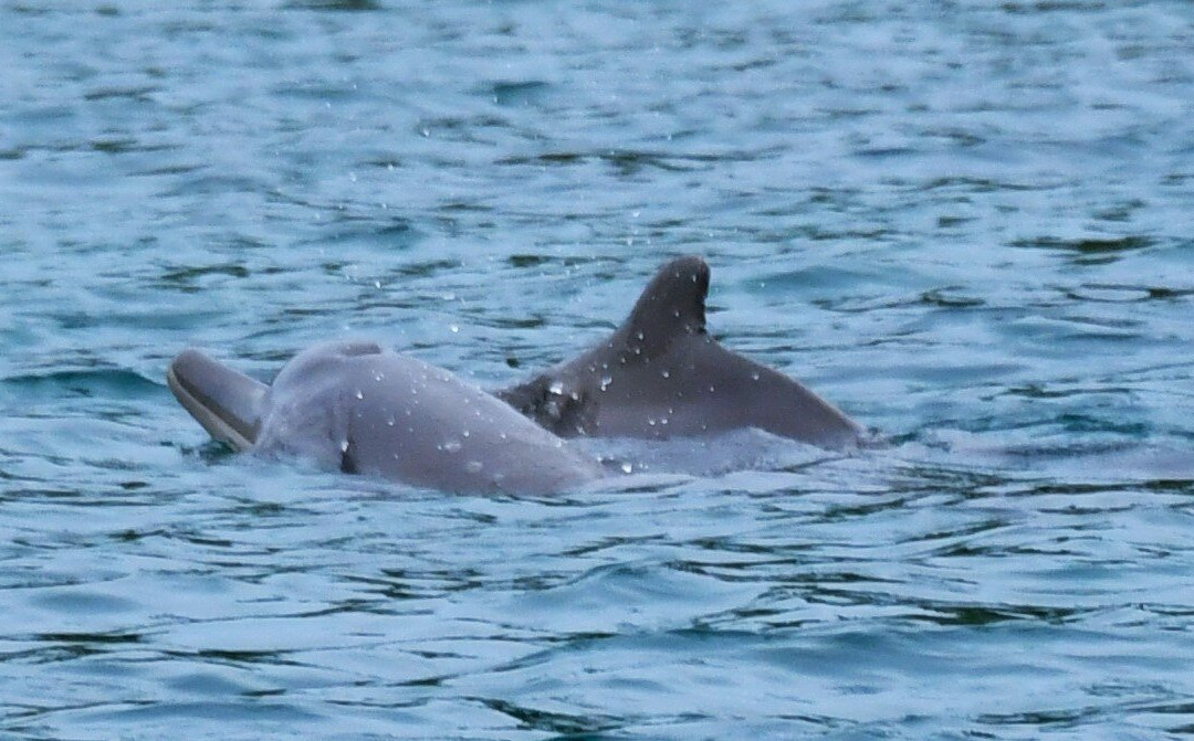Les Baleines Rand'eau-诺西贝必去景点