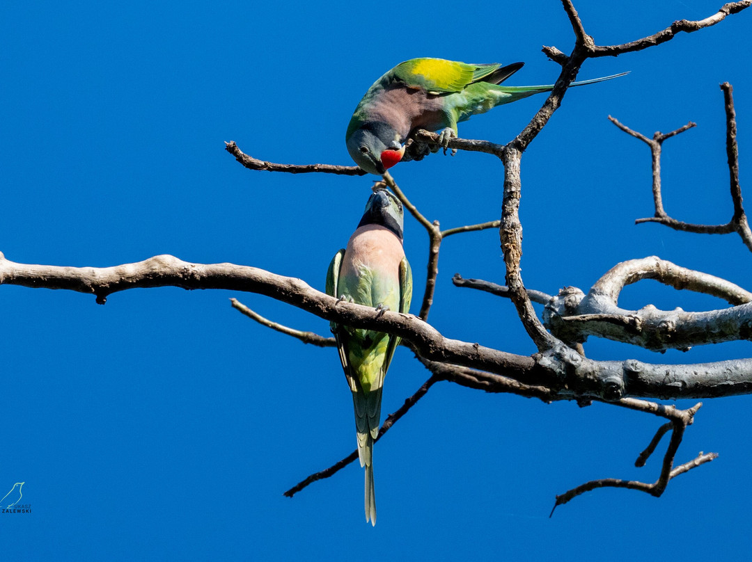 SVC野生动物保护区-暹粒必去景点