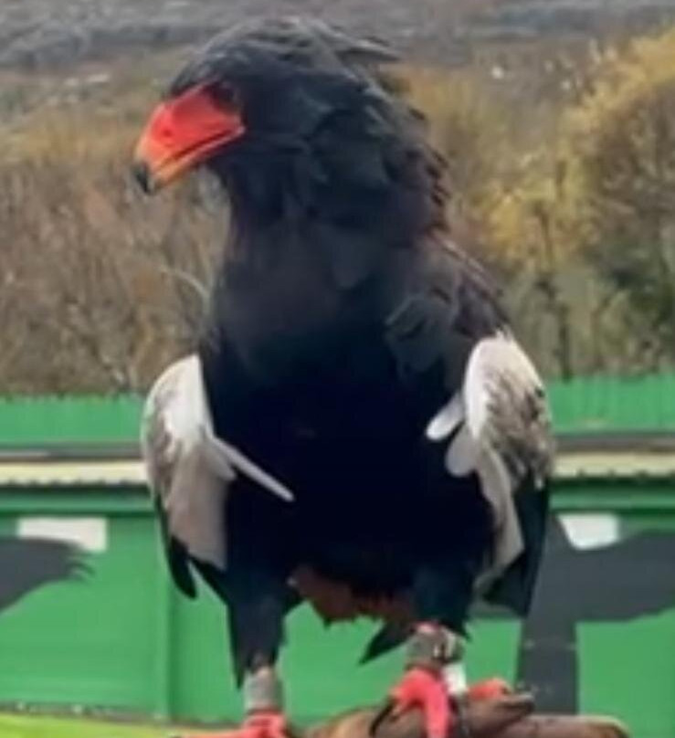 Burren Birds of Prey Centre-Ballyvaughan必去景点