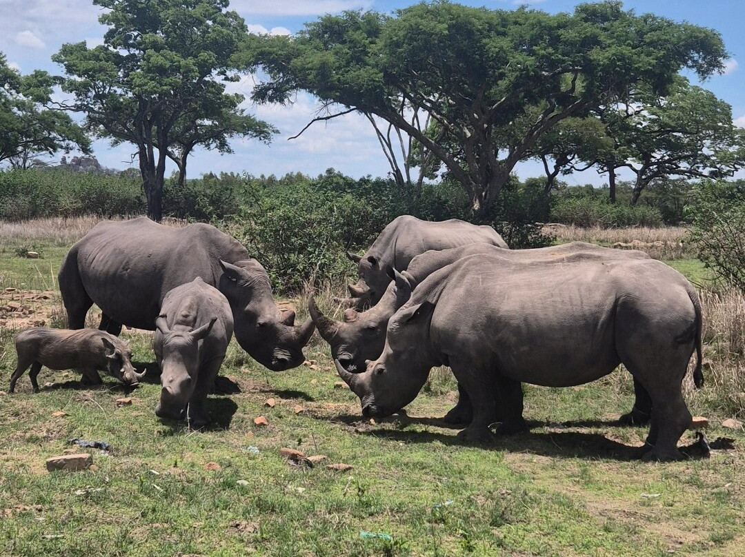 Imire: Rhino & Wildlife Conservation-韦扎必去景点