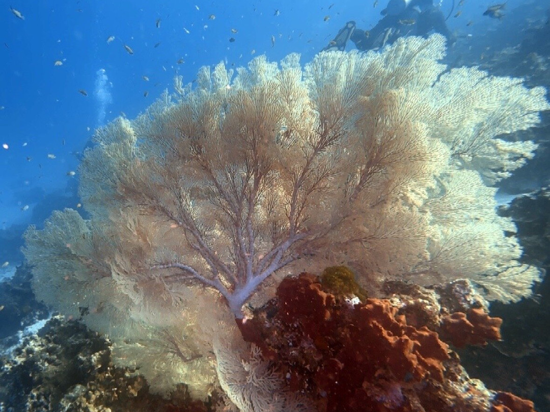 The Junk Liveaboards-Chalong必去景点