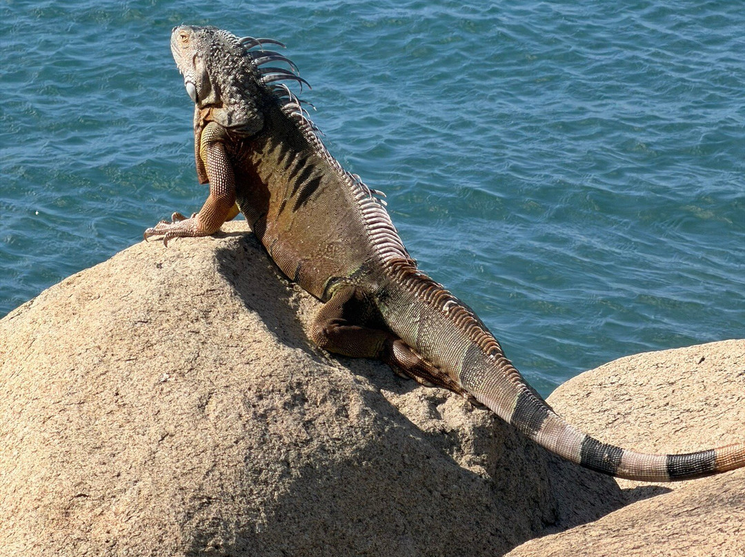 Lagoon Group-Sint Maarten必去景点