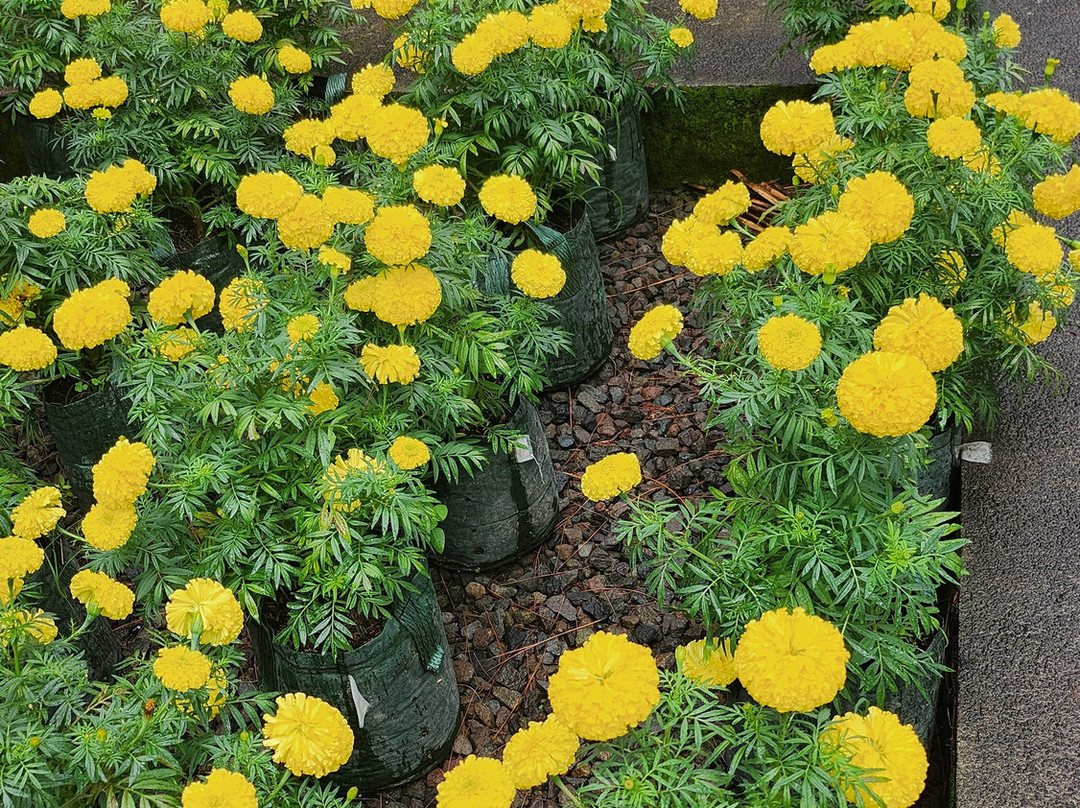 Rumah Atsiri Indonesia-Tawangmangu必去景点