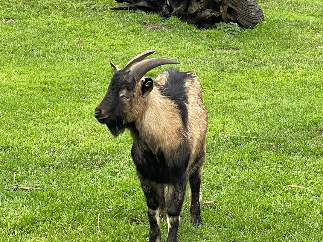 Jimmy's Farm & Wildlife Park-伊普斯威奇必去景点