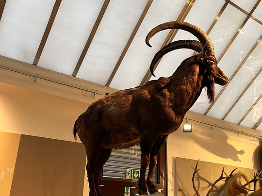 Bündner Naturmuseum-库尔必去景点