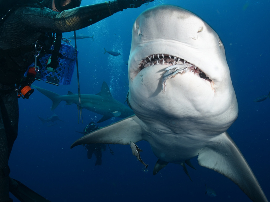 Salty Divers-朱庇特必去景点