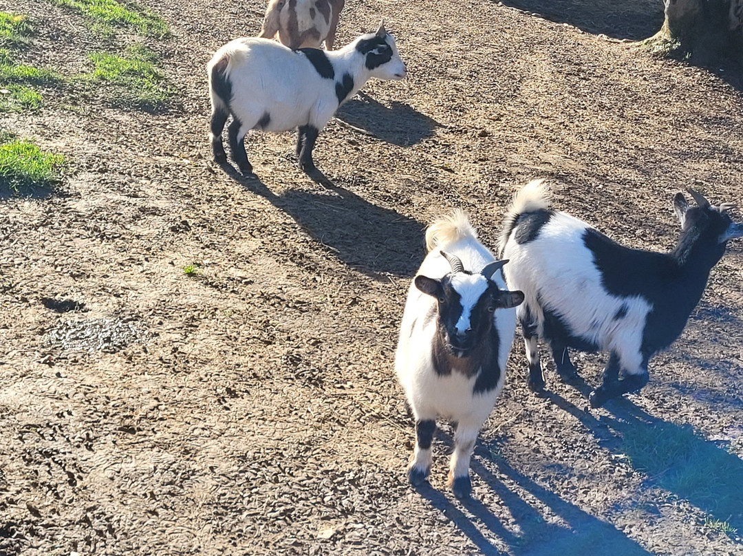 Parc Zoo du Reynou-Le Vigen必去景点