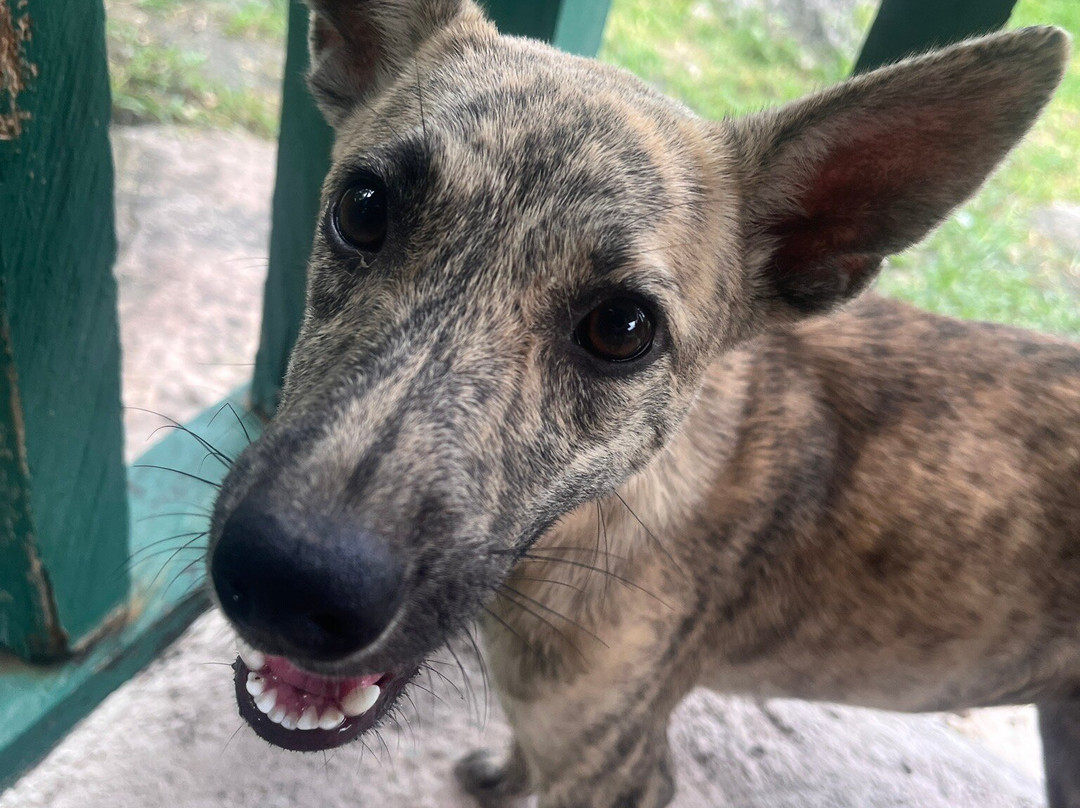 Moalboal Animal Welfare-莫阿尔博阿尔必去景点