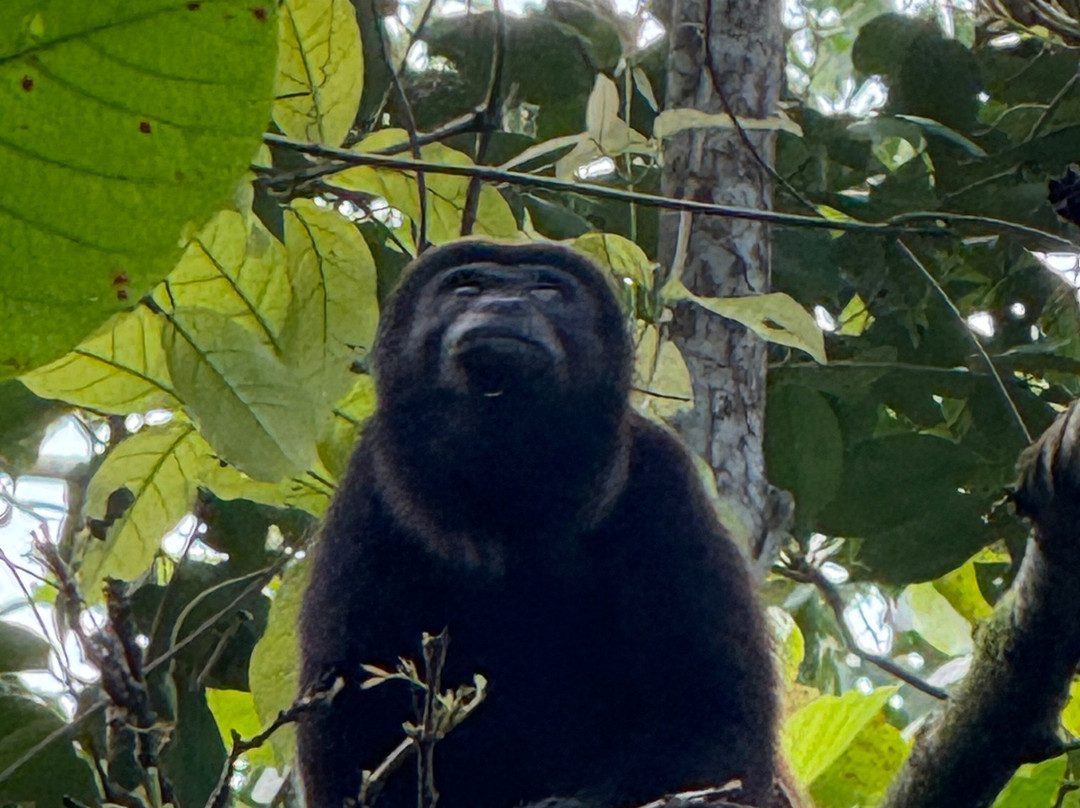 The Biologist from Cahuita-卡维塔必去景点