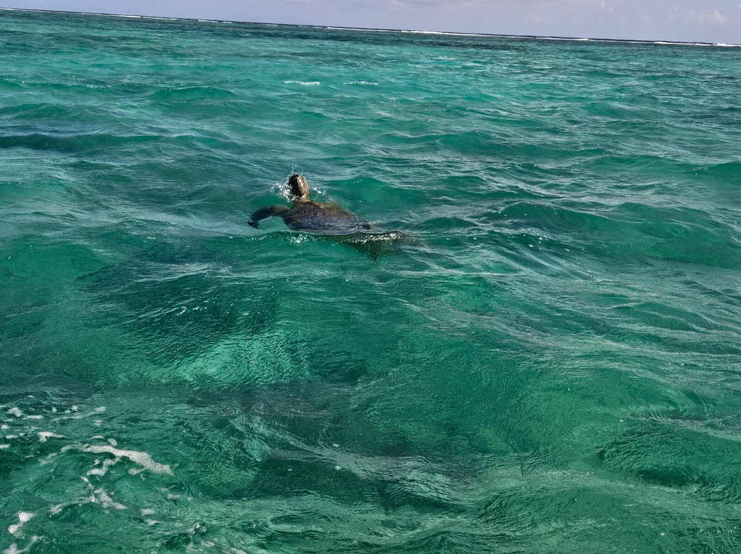 Santi Tour-普拉亚德尔卡曼必去景点