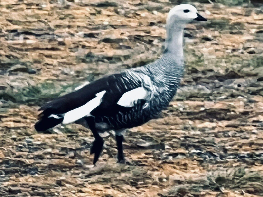 Isla Magdalena-蓬塔阿雷纳斯必去景点