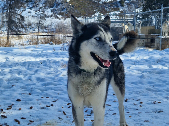 Boreal Kennels-Carcross必去景点