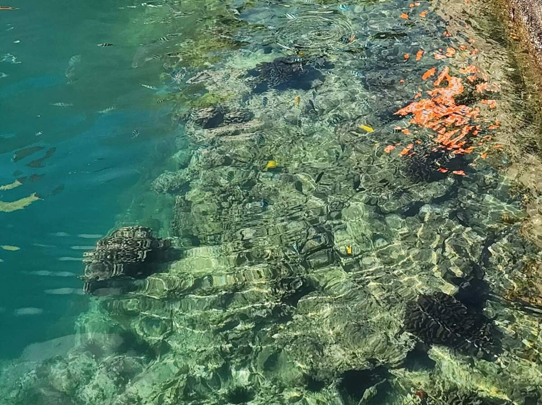 Kevo's Beach Bus-火奴鲁鲁必去景点