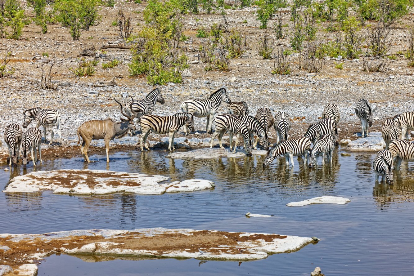 Halali Resort-官方
