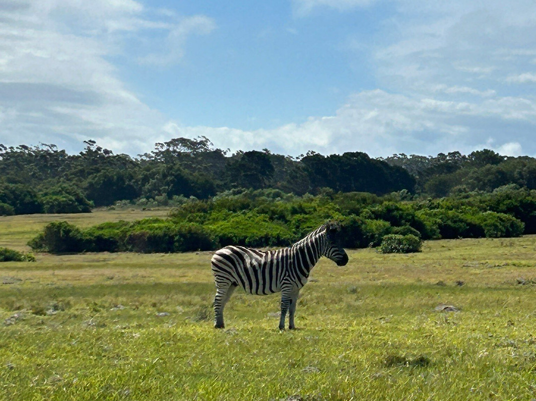 Kragga Kamma Game Park-伊丽莎白港必去景点