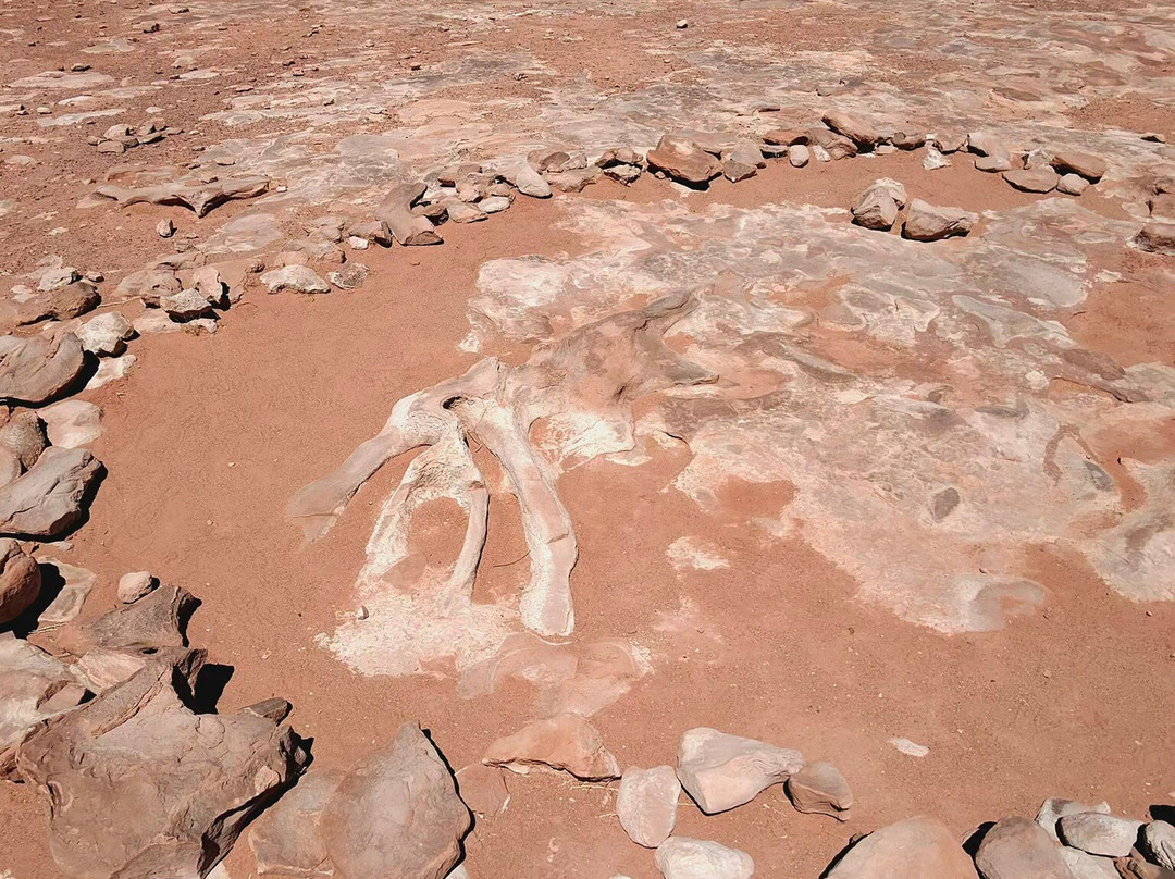 Dinosaur Tracks-蒂巴城必去景点