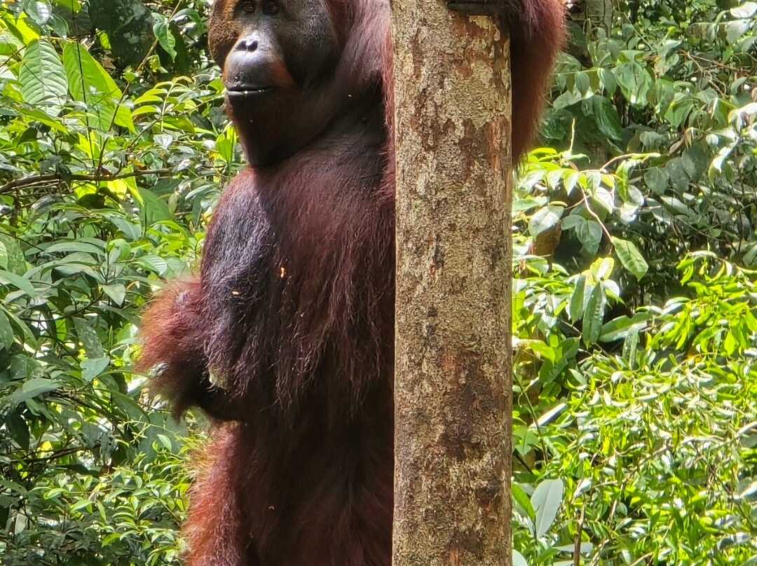 Tanjung Puting Borneo Tour-Pangkalan Bun必去景点