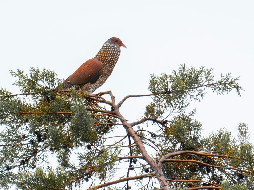 Refugio de Aves Alexander Skutch Los Cusingos-San Isidro del General必去景点