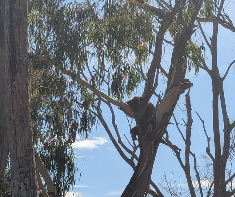 Budj Bim Tours-Heywood必去景点