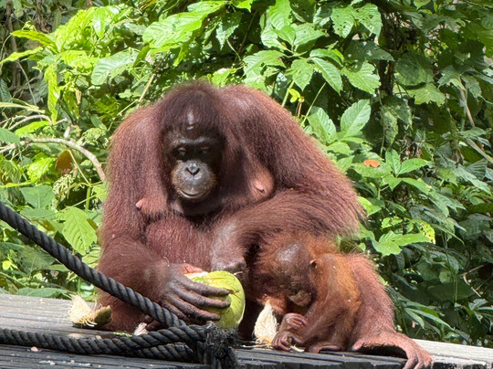 Sepilok Orangutan Rehabilitation Centre-山打根必去景点