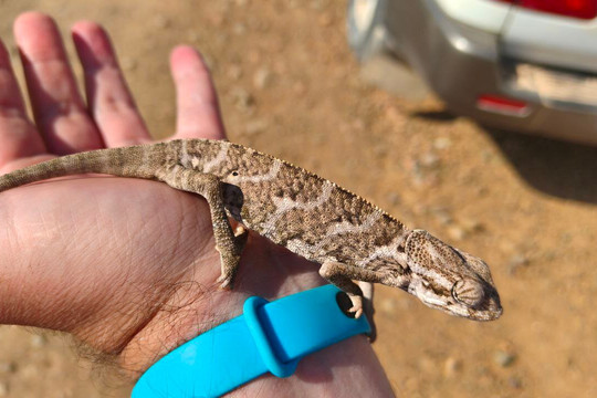 Wild Spirit Socotra-Hadiboh必去景点