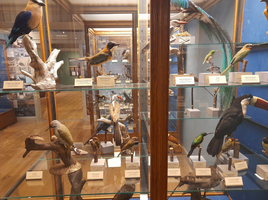 自然历史博物馆-斯德哥尔摩必去景点