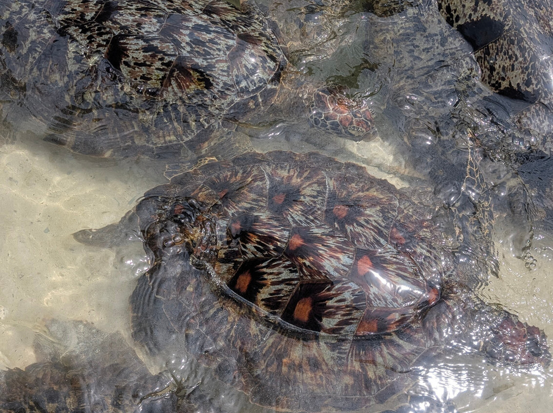 Nungwi Mnarani Aquarium-孥归必去景点