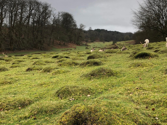 Knole - National Trust-Sevenoaks必去景点