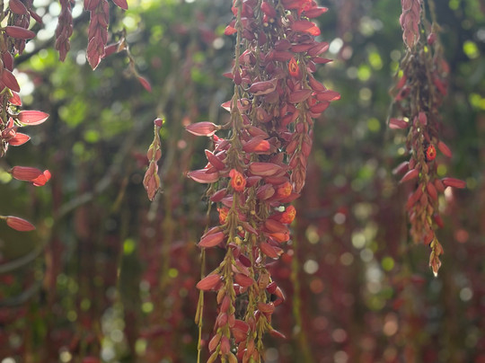 Greenland Spices & Ayurvedic Garden-Thokkupara必去景点